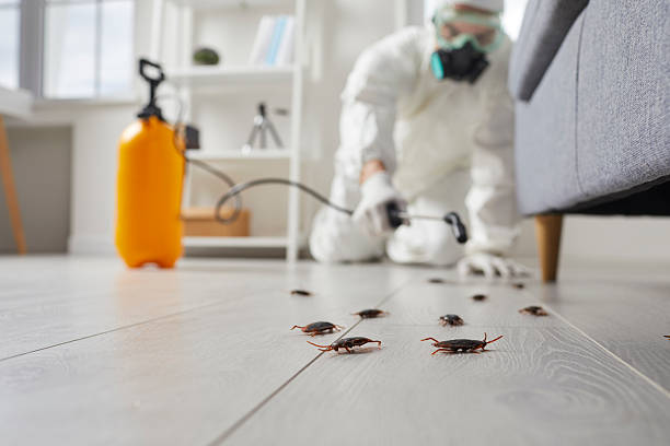 Post-Treatment Bed Bug Interceptor Monitoring in Jarrettsville